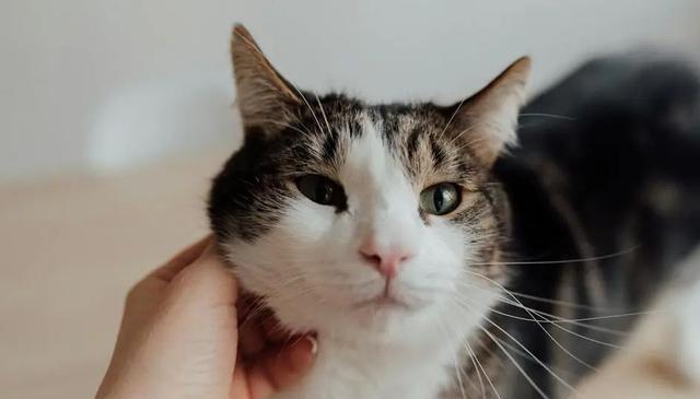 要想猫听话不闹，劝你别对猫太好，养猫多年经验!