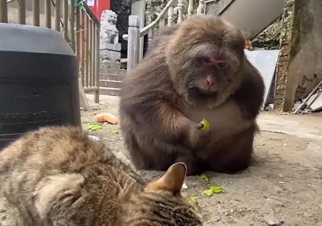 猴子和猫能和谐相处吗?