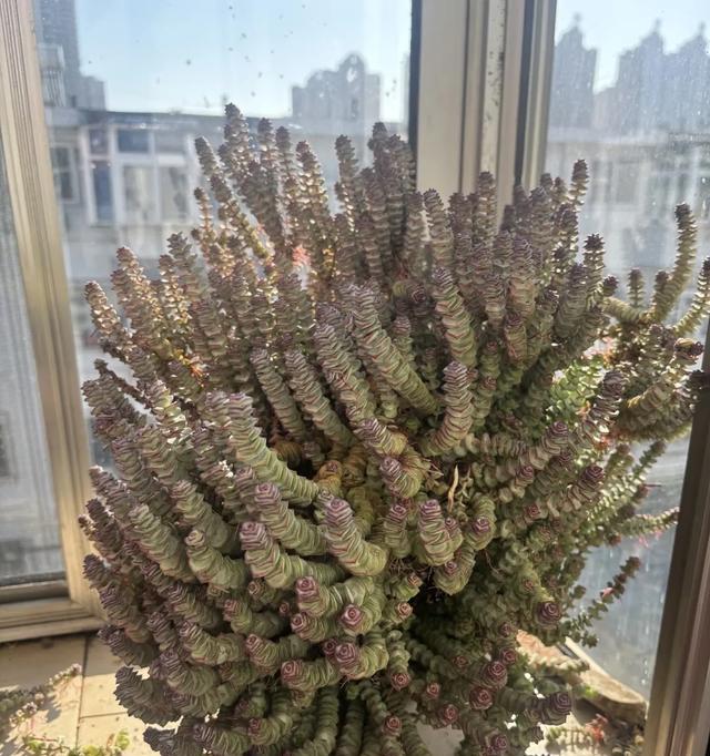 河北一爷爷，养7年的钱串长成钱串树，1.5米高，网友：真是成精了
