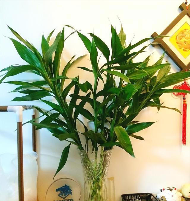 “2树开花，不富也发”，开花就是“好兆头”
