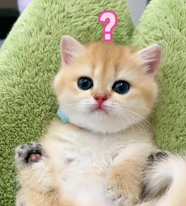 一只猫如果喜欢主人，会有这些迹象，藏不住!