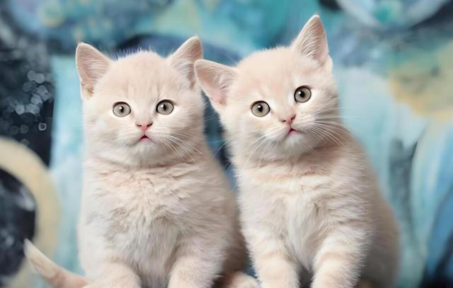 一只猫如果喜欢主人，会有这些迹象，藏不住!