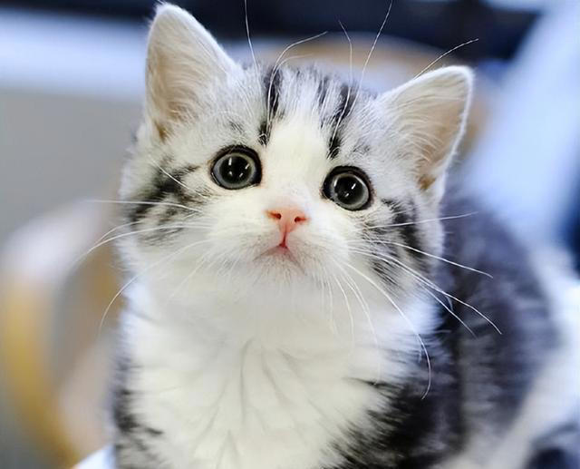 一只猫如果喜欢主人，会有这些迹象，藏不住!