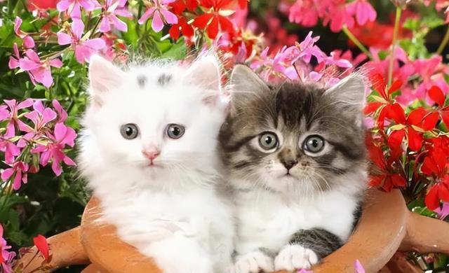 一只猫如果喜欢主人，会有这些迹象，藏不住!