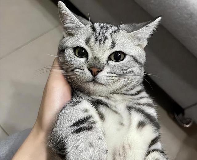 一只猫如果喜欢主人，会有这些迹象，藏不住!