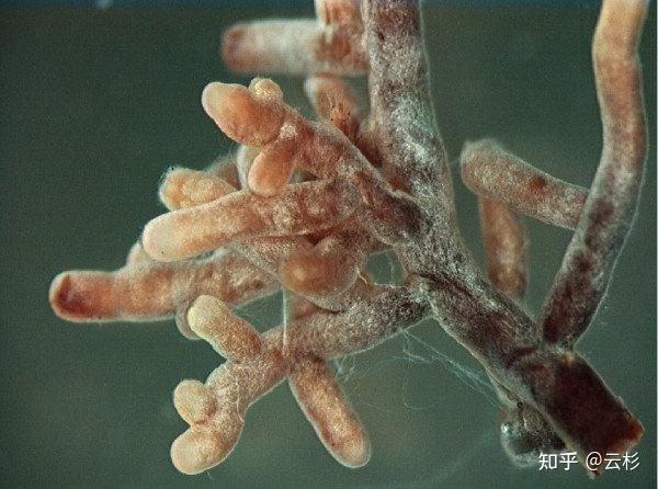 云南的菌子那么好，为什么不人工培育?
