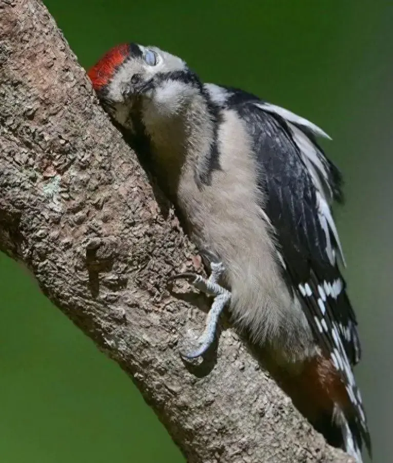 鸟为什么宁愿站着、蹲着睡觉，也不愿意躺着睡？