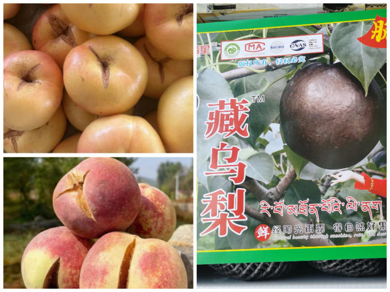 “藏乌梨”后又见“天山雪糖果”：苹果脱萼处理变“新疆特产”