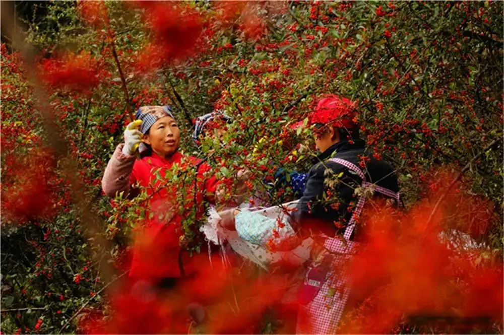 四川大凉山发现水杈子，果实如燃烧的火把，枝丫上长有尖锐硬刺