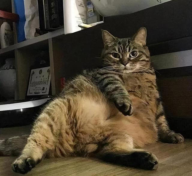 猫咪寿命大忌，这些养猫习惯会让它寿命大打折扣!
