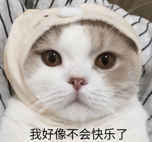 猫咪寿命大忌，这些养猫习惯会让它寿命大打折扣!