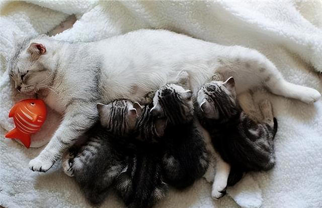 养猫久了才知道，母猫“叼幼崽”给你，并不是信任你