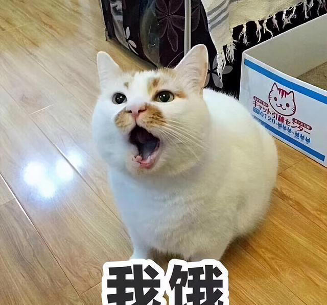 猫咪寿命大忌，这些养猫习惯会让它寿命大打折扣!