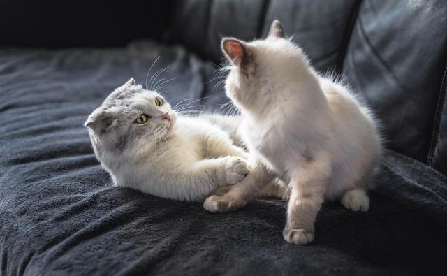 公猫为什么打不过母猫? 猫妈为什么偏爱一只猫仔? 一次讲清楚