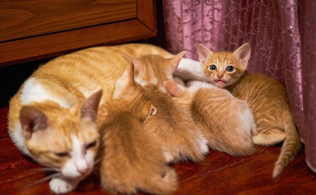 公猫为什么打不过母猫? 猫妈为什么偏爱一只猫仔? 一次讲清楚