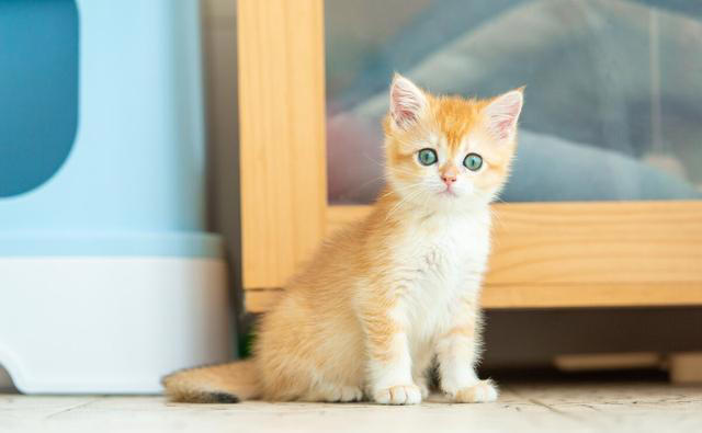公猫为什么打不过母猫? 猫妈为什么偏爱一只猫仔? 一次讲清楚