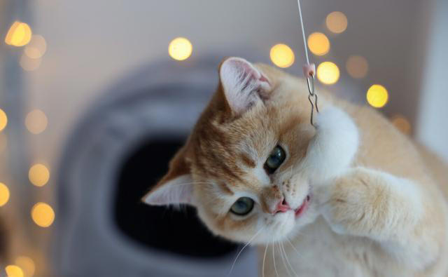 公猫为什么打不过母猫? 猫妈为什么偏爱一只猫仔? 一次讲清楚