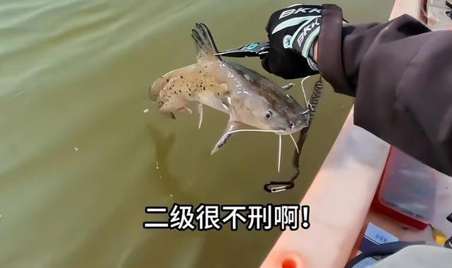 意外钓上芝麻剑，广东博主心跳到嗓子眼，鱼入水后竟然侧翻不动了