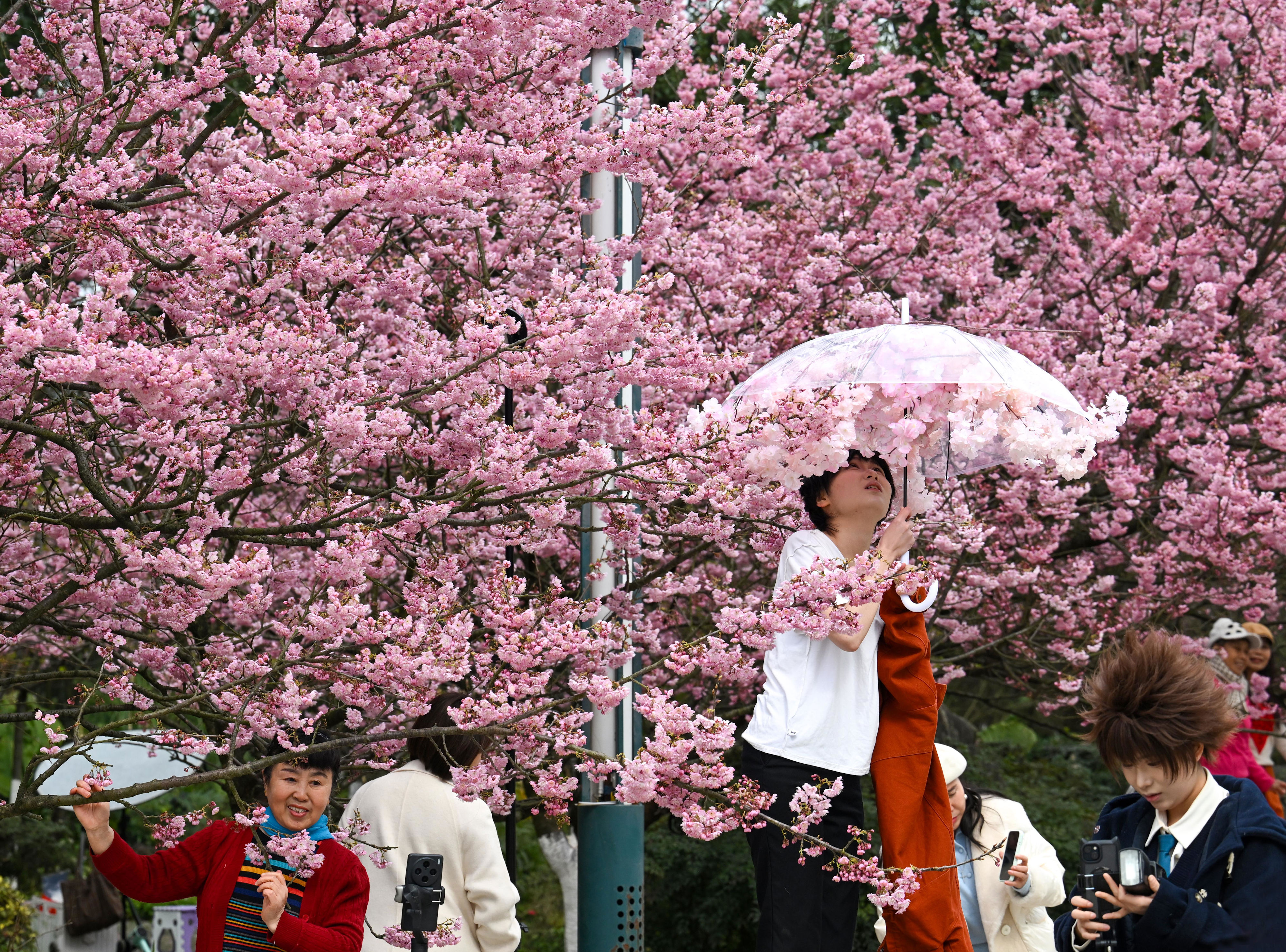 早樱正盛晚樱可期，来南山植物园感受樱花之美