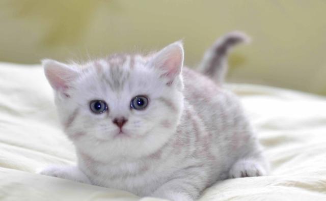 公猫VS母猫，哪个更适合你的宠物生活?