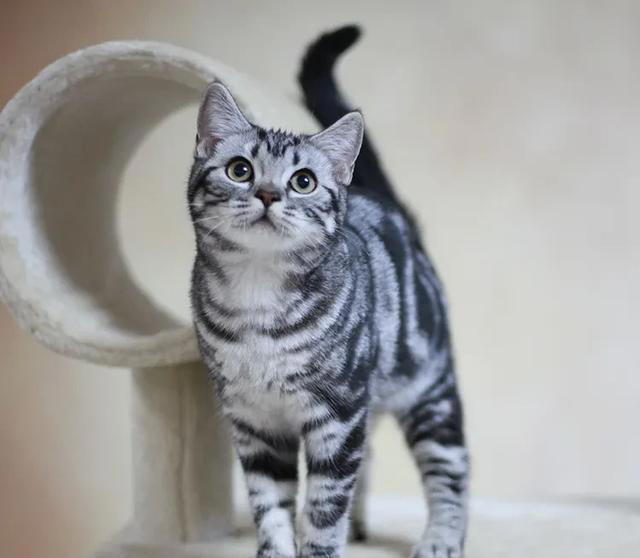公猫VS母猫，哪个更适合你的宠物生活?