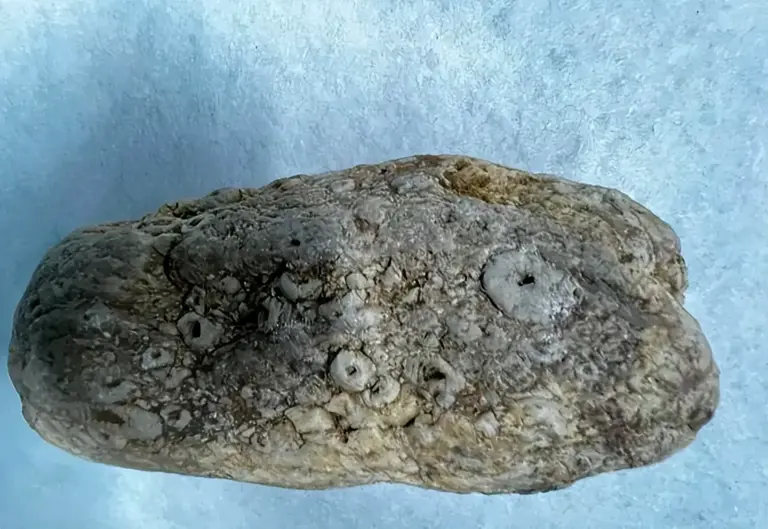 明明长得一模一样，为啥一个叫牡蛎，另一个叫生蚝？