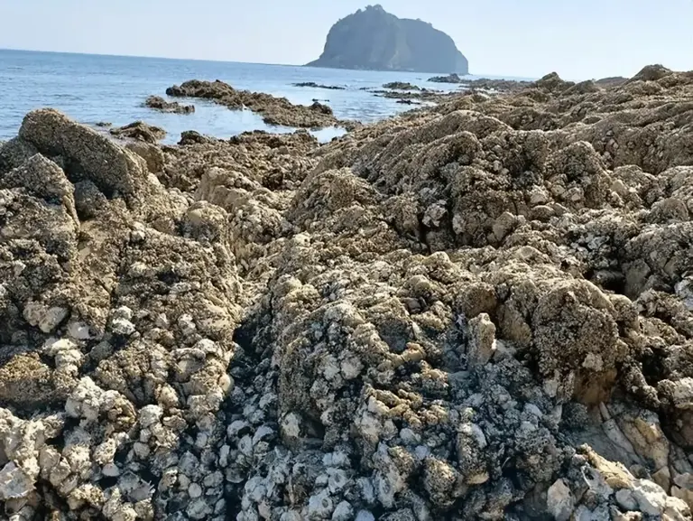 明明长得一模一样，为啥一个叫牡蛎，另一个叫生蚝？