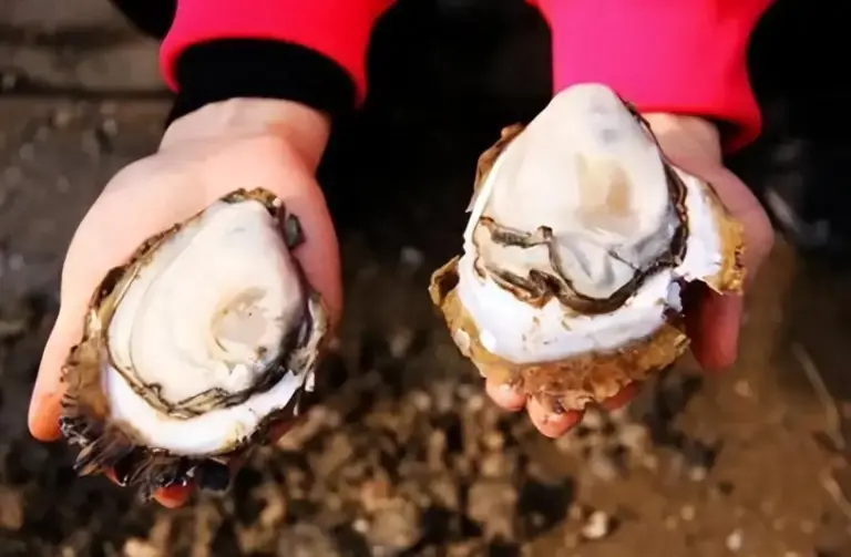 明明长得一模一样，为啥一个叫牡蛎，另一个叫生蚝?