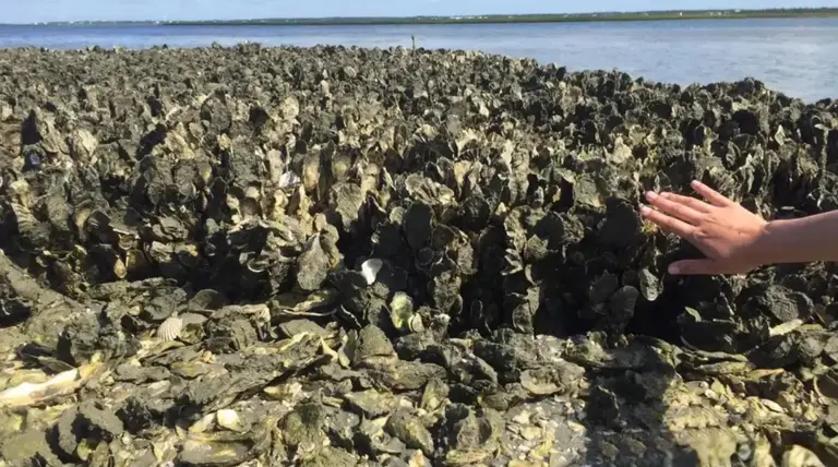 明明长得一模一样，为啥一个叫牡蛎，另一个叫生蚝？