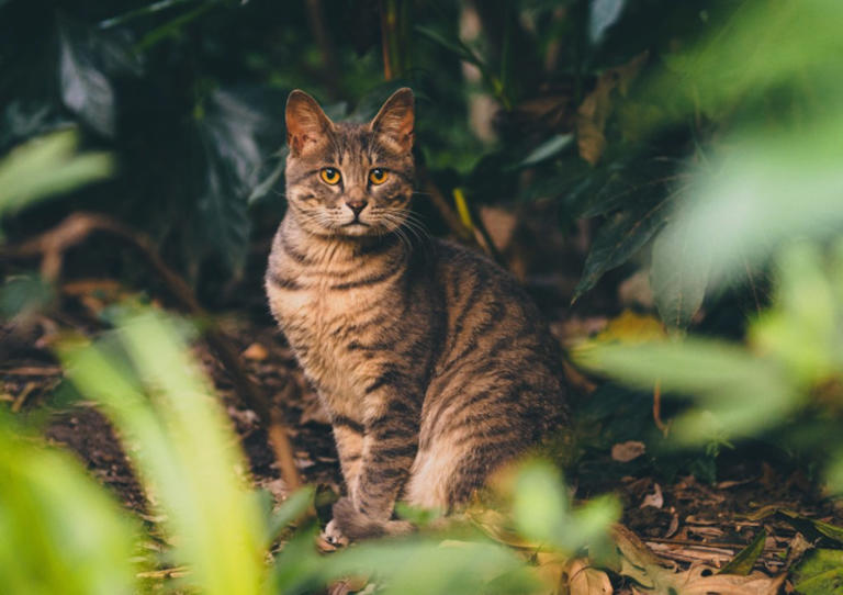 别再叫它们‘土猫’了！中华田园猫，才是真正的国风顶流
