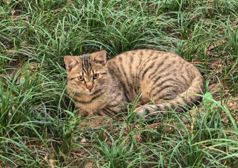 别再叫它们“土猫”了!这群中华田园喵，才是真正的国风顶流