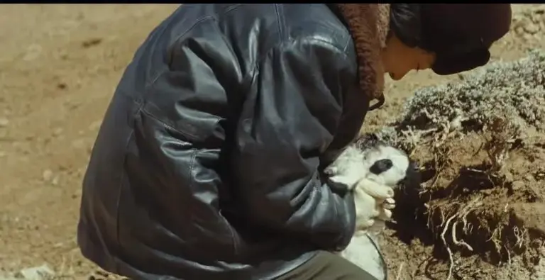 央视《生命树》评价受杨紫影响，网友建议由这8人出演白菊