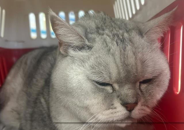 养猫人一定要避免的4个行为，否则会让猫短命!