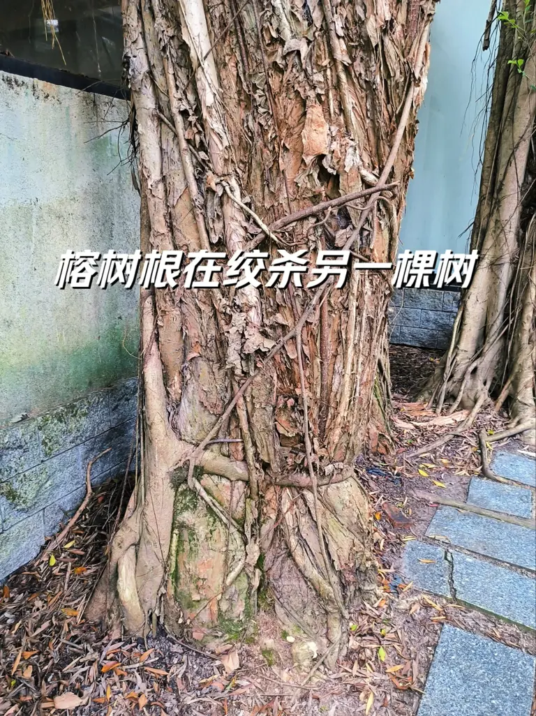 为啥说“榕树不容人”，房屋十米内别种榕树? 榕树到底有多可恨?