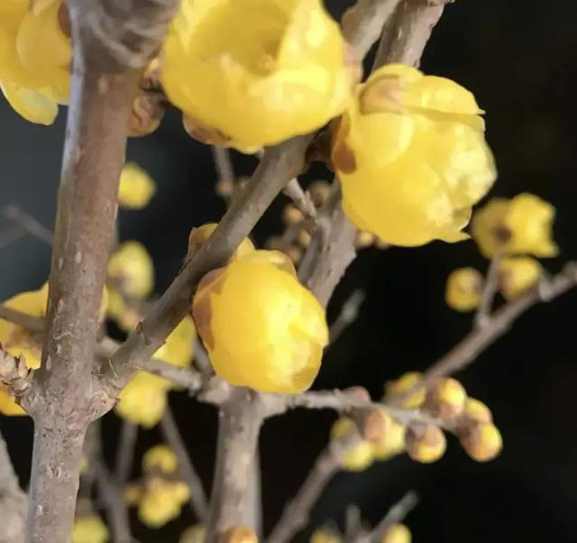 春节最值得买的鲜花，10块一扎的腊梅花，花瓣虽小，香气四溢