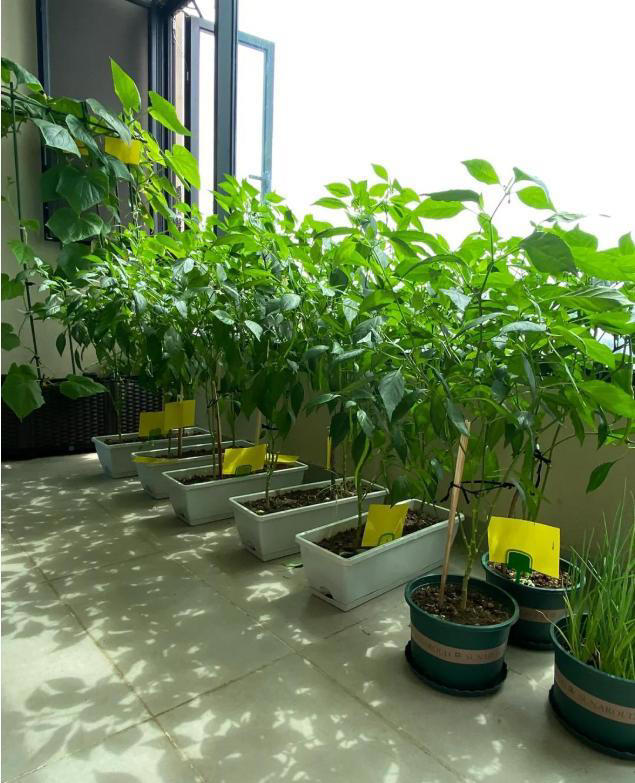 北京一姑娘，因“生菜吃成老桩”火了，种一盆吃三年，太值了！