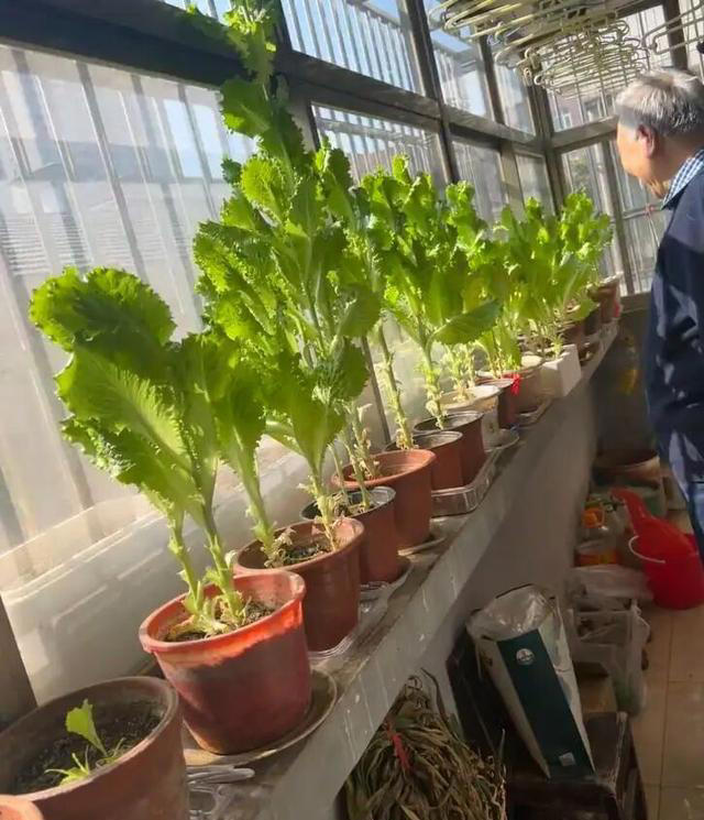 北京一姑娘，因“生菜吃成老桩”火了，种一盆吃三年，太值了！