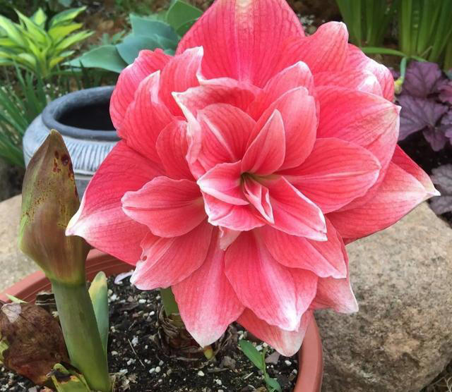 3种“球根花”，开花硕大又鲜艳，还容易养，适合春天种
