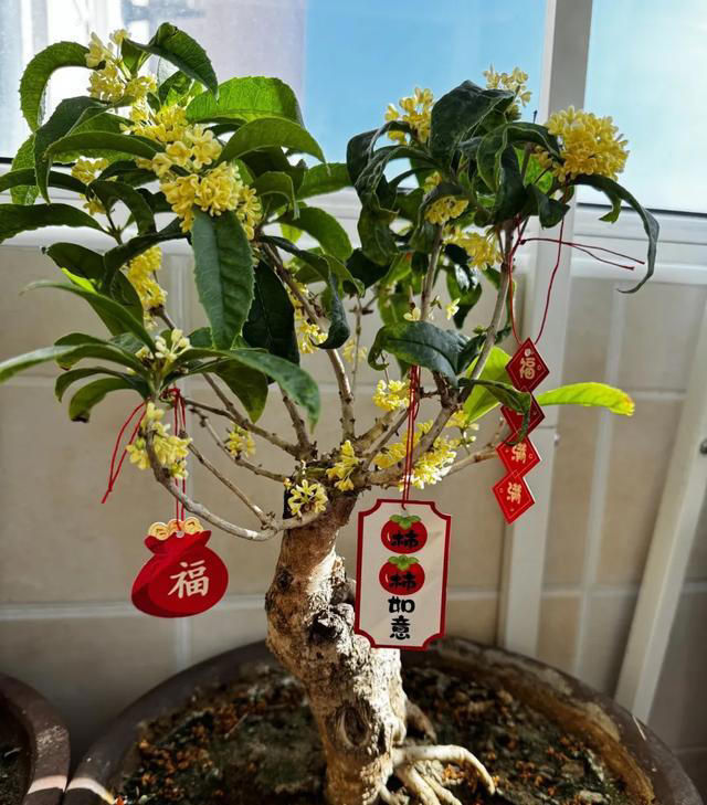 广东女子室内桂花，每7天爆花一次，花满室香，网友：超牛!