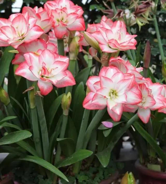 3种“球根花”，开花硕大又鲜艳，还容易养，适合春天种