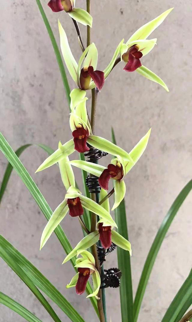 它是寒兰第一名花，花容叶姿都绝美，香味更是沁人心脾，确实高级