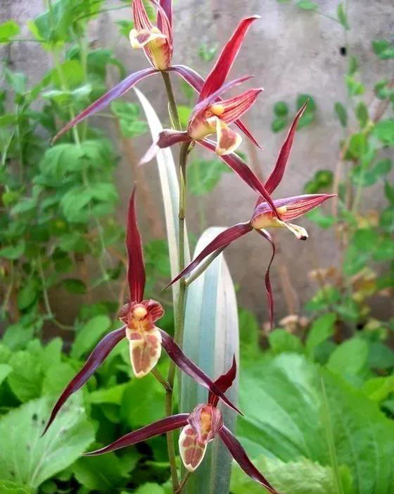 它是寒兰第一名花，花容叶姿都绝美，香味更是沁人心脾，确实高级