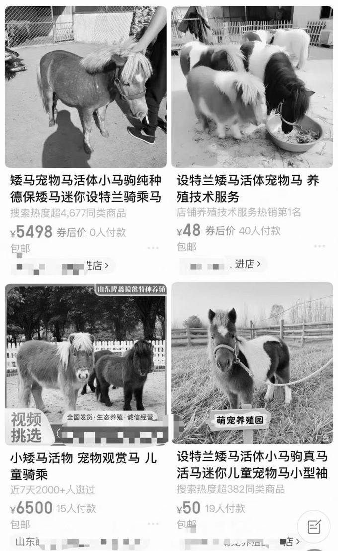 小矮马成新晋萌宠，“马年养马”可行吗