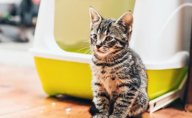 养猫需慎重：七种人或许真的不适合养猫