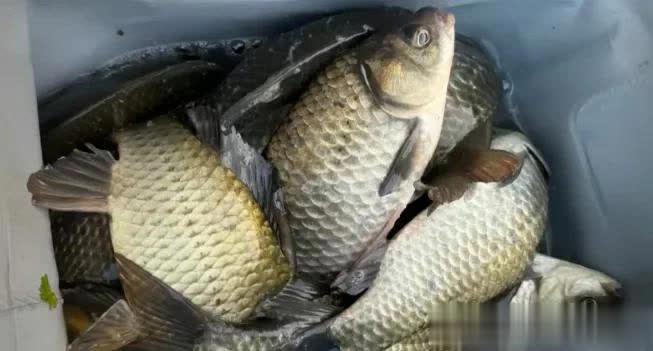 为什么钓鱼人戒不掉钓鱼？不是上瘾，是灵魂在“充电”！