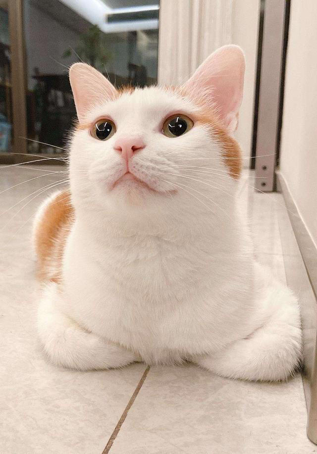 猫咪为什么“揣手手”? 这几个原因很真实
