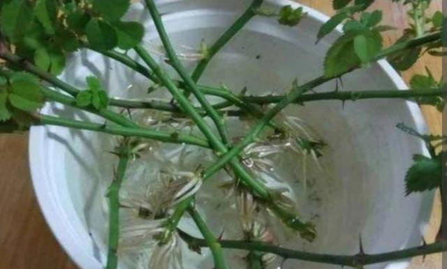 4种“生根水”，扦插花卉泡一下，生根很简单