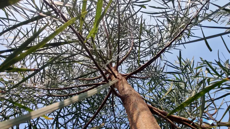 种桉树，还是种相思