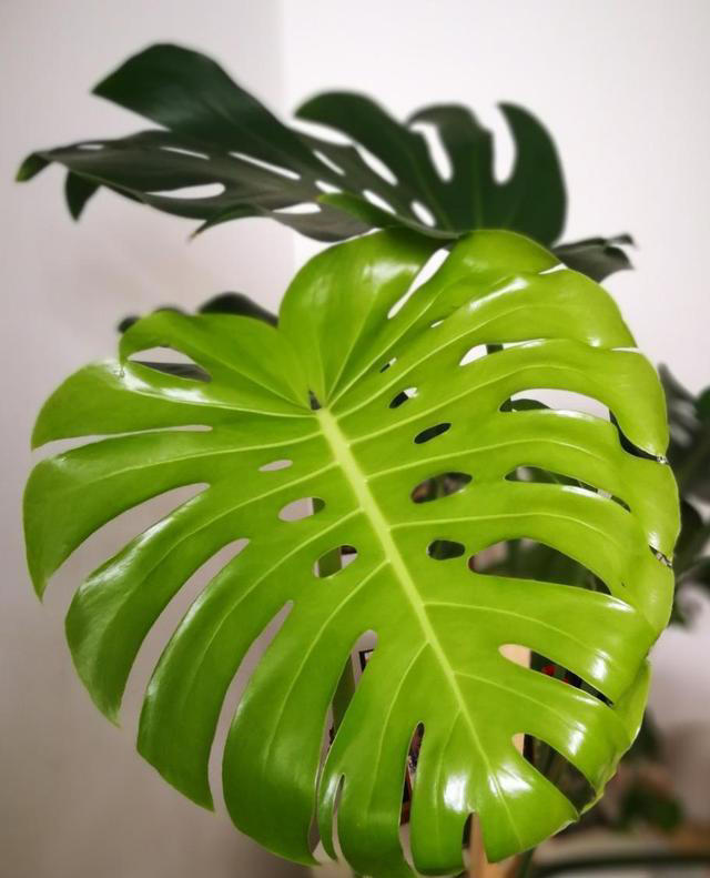 龟背竹施肥3大禁忌!避开不烧根，叶片开背快