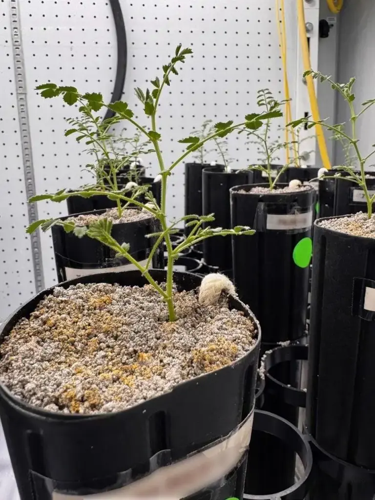 科学家首次在月壤中成功培育鹰嘴豆